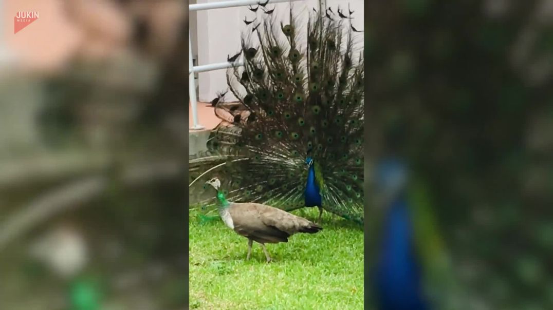 Two Peacocks Engage in an Intense Standoff | Rare Display of Dominance