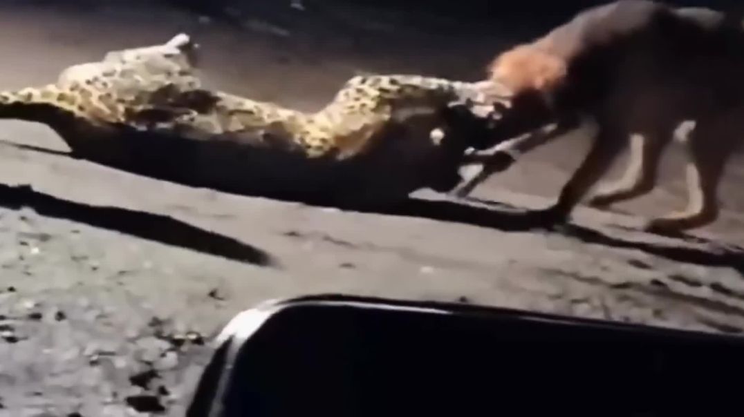 When a Stray Dog Fights Back Against a Leopard