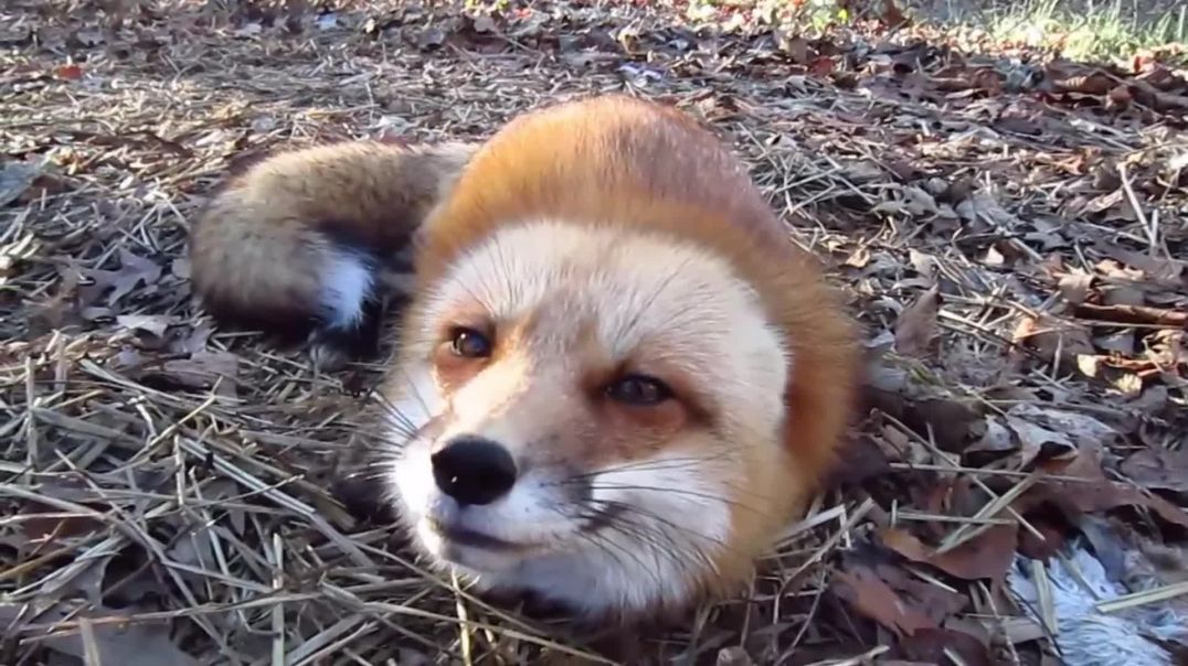 ⁣This Is What the Fox Says (Ron Ron’s Morning Call)