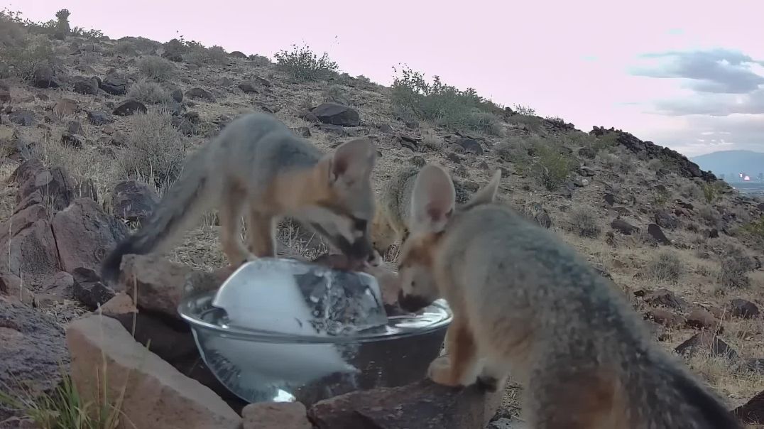 Wild Foxes Enjoy Ice Water in Record Desert Heat!