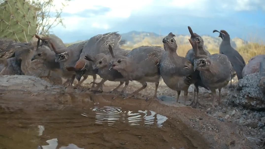 Wild Animals React to 100+ Degree Desert Heat!