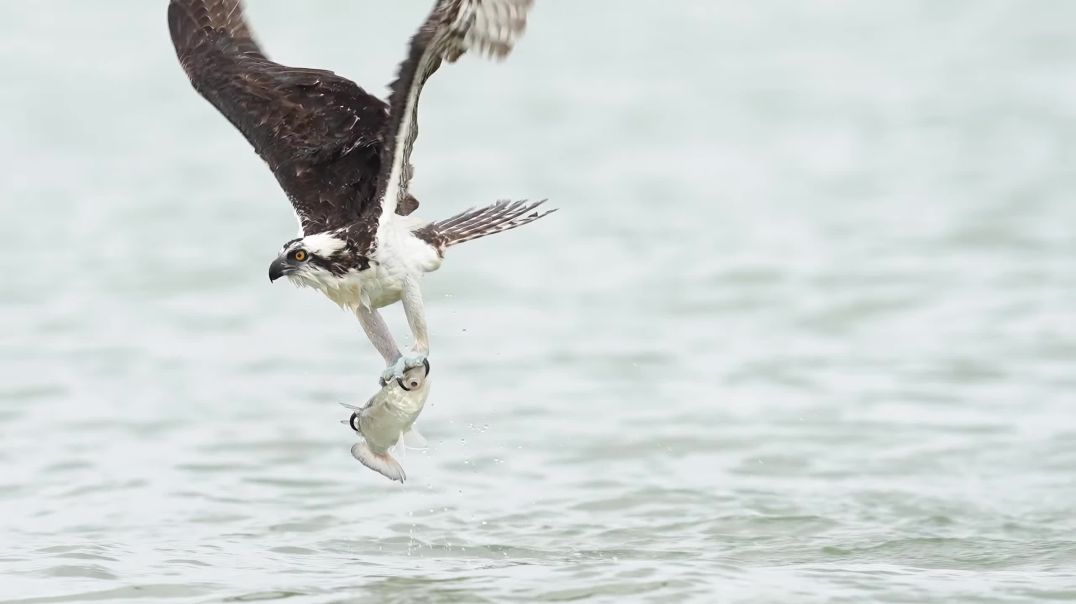Osprey Catches Massive Mullet in Ultra Slow Motion