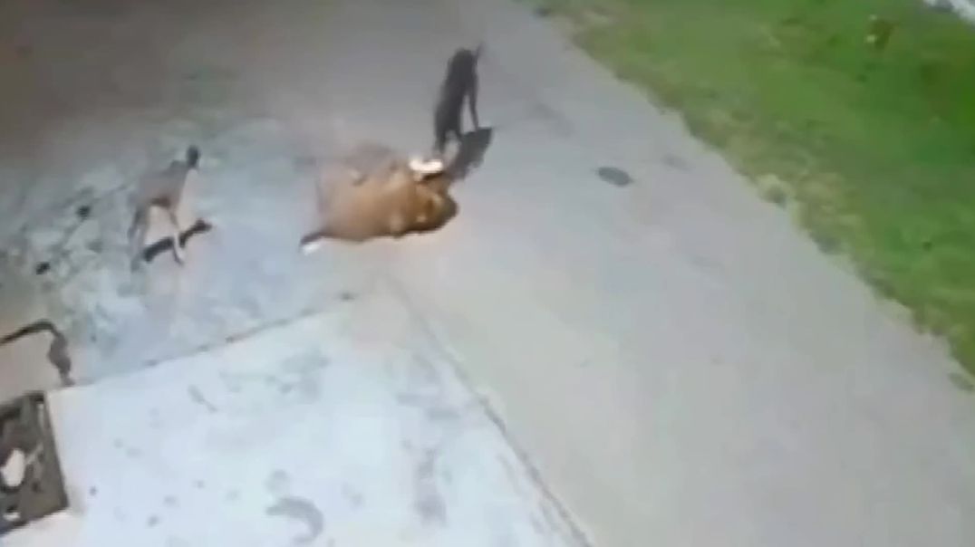 Leopard Attacks Stray Dog But Regrets It (Pack Defense)
